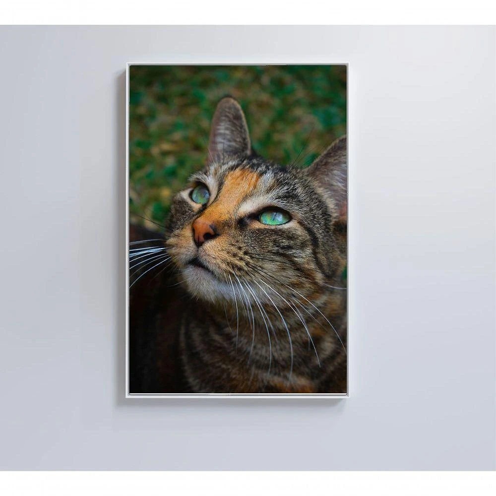 Quadro Gato 40x60 Cm Tecido Canvas