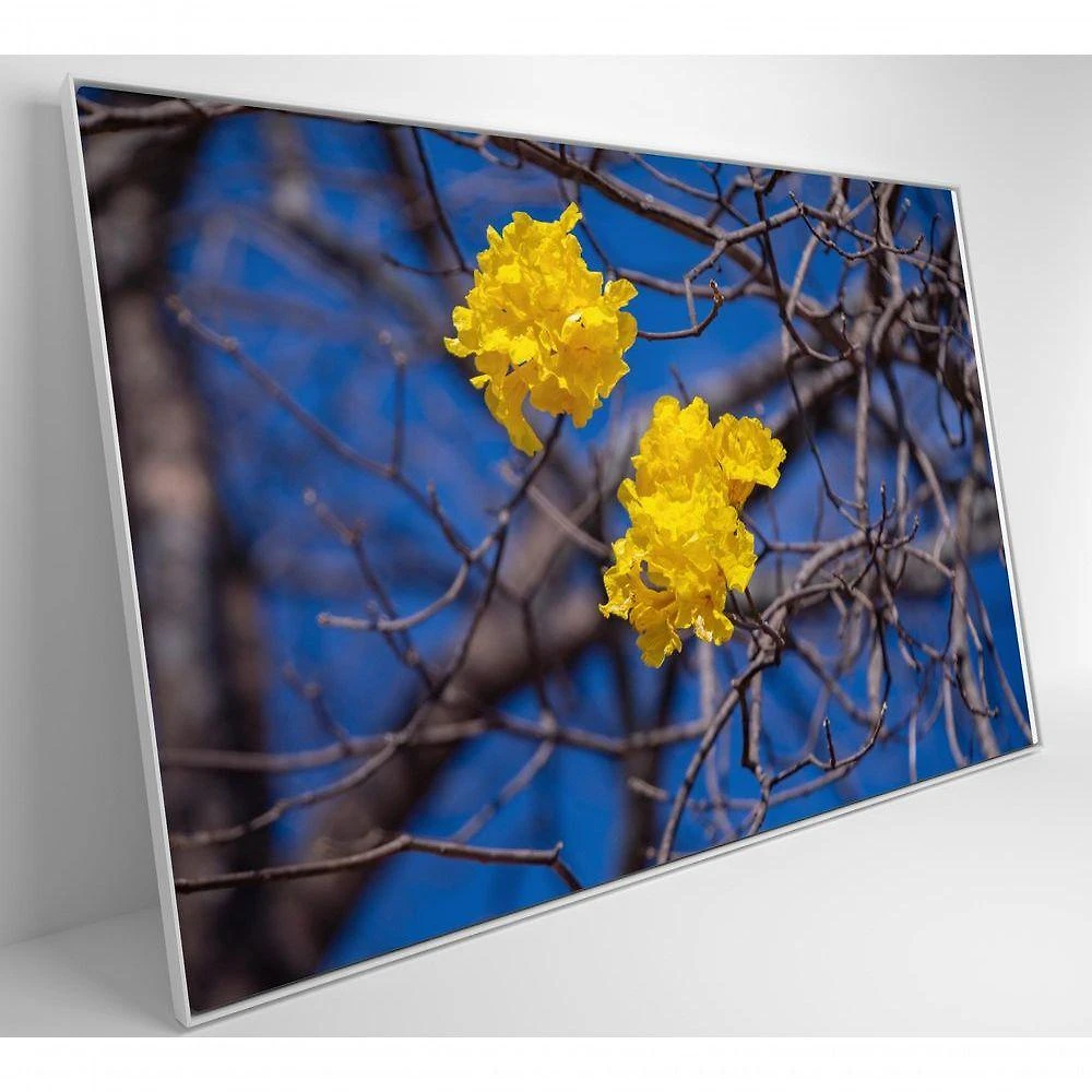 Quadro Flores De Ipê Amarelo Em árvore Do Cerrado Medidas 40x60 Cm Impressão Adesivo Fotográfico