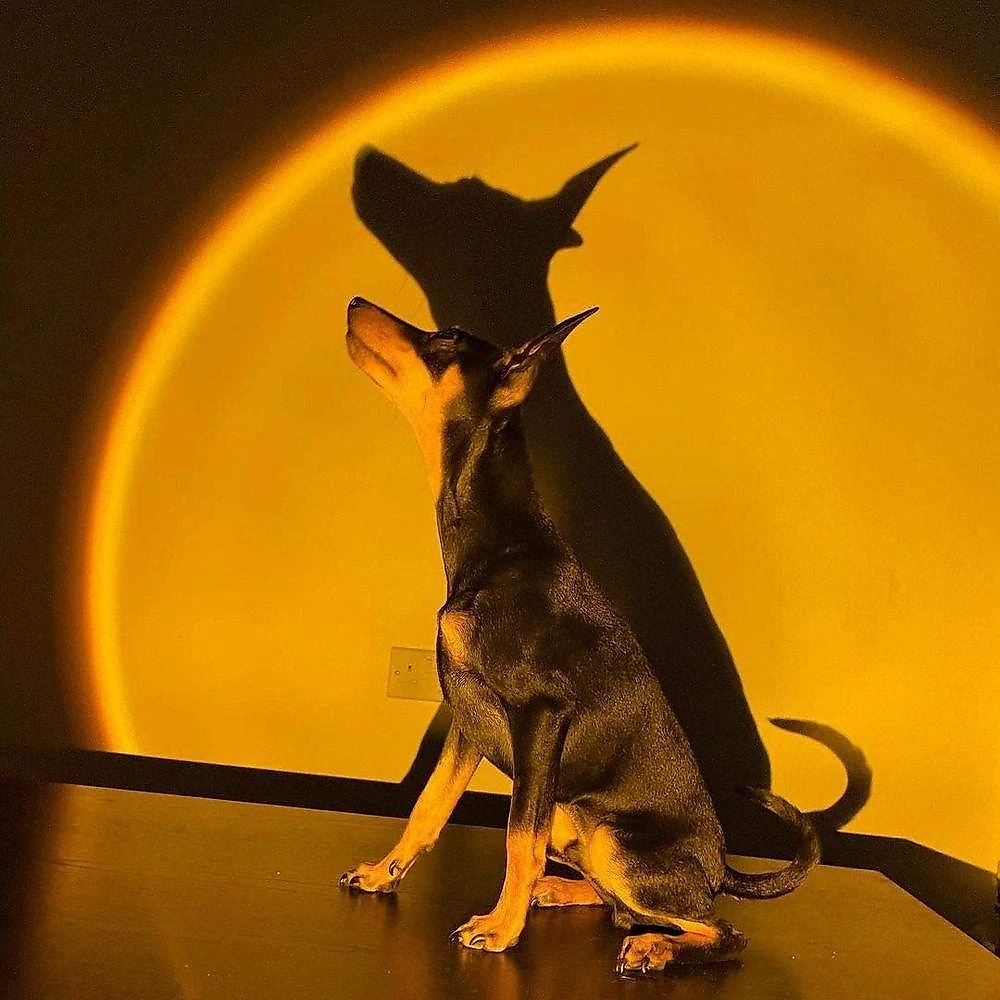 Lâmpada De Projetor De Pôr Do Sol, Rotação De 180 Graus, Luz Noturna De Led