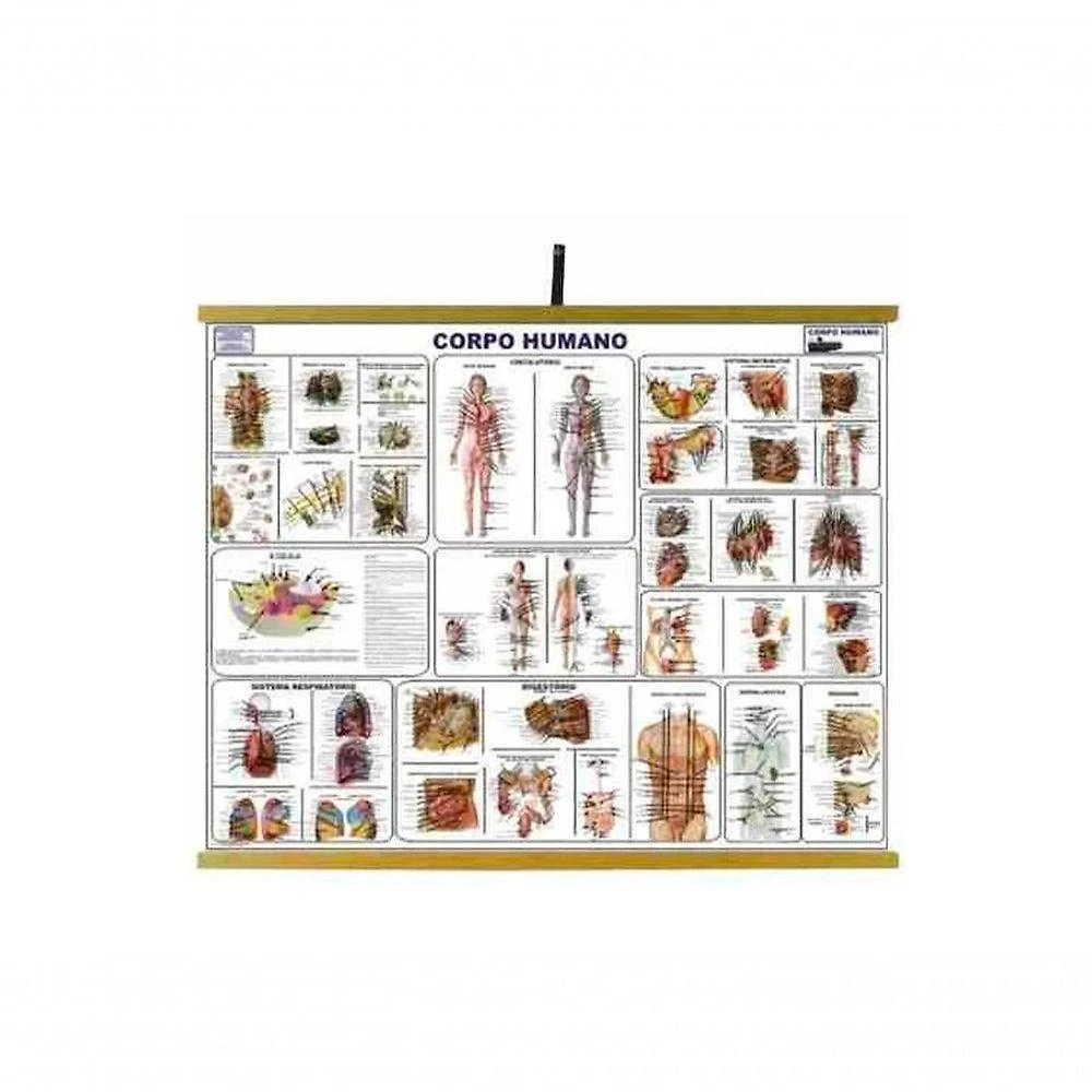 Mapa Educativo Sonho de Criança Corpo Humano 900x1200mm Plastificado com Alça em Náilon Seda