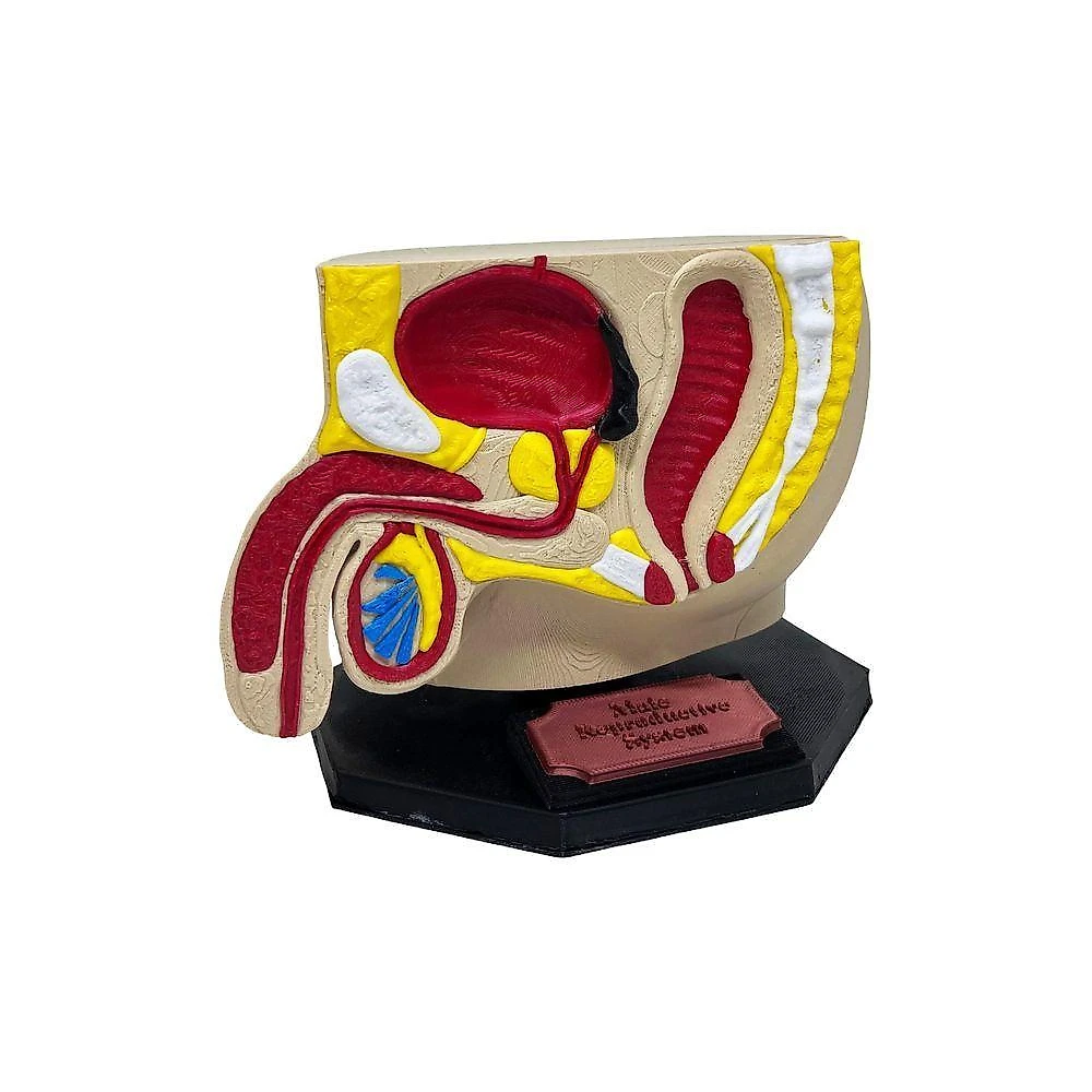 Modelo Anatômico Reprodutor Masculino Seção Sagital IB3D Impressão 3D