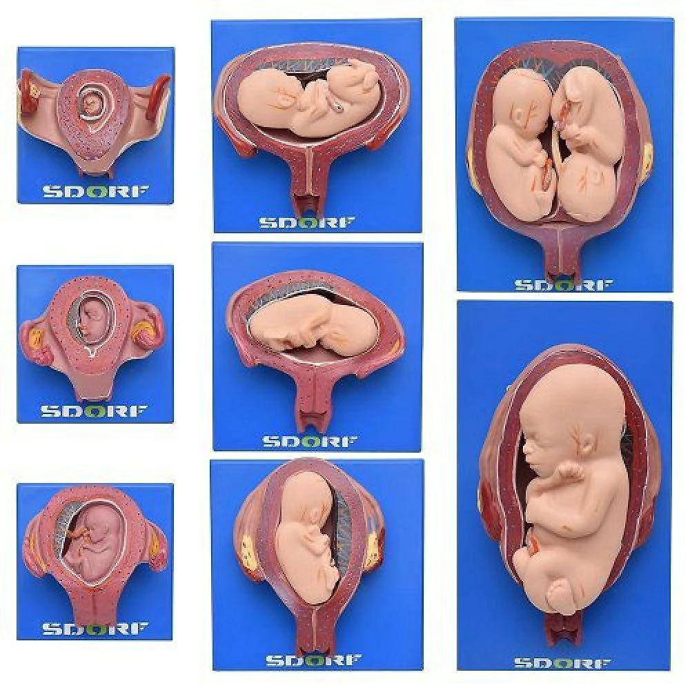 Desenvolvimento Embrionário Em 8 Estágios Modelo Anatomia