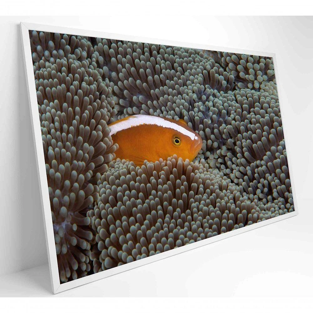 Quadro Peixe Palhaço Em Anêmona No Mar Medidas 120x80 Cm Impressão Vidro Acrílico