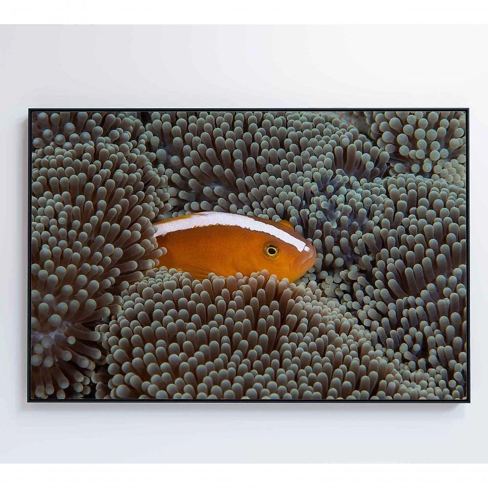 Quadro Peixe Palhaço Em Anêmona No Mar Medidas 90x60 Cm Impressão Adesivo Fotográfico