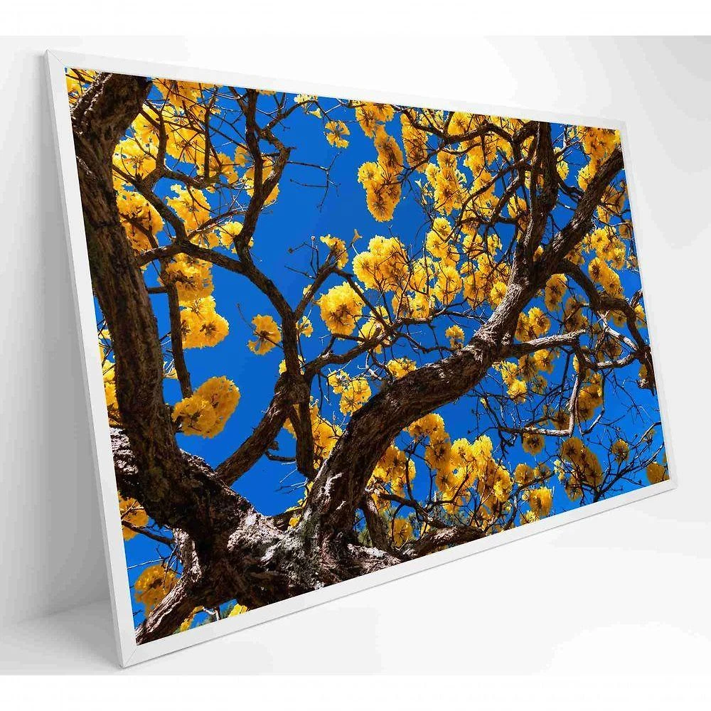 Quadro Ipê Amarelo Em árvore Do Cerrado Medidas 60x90 Cm Tipo De Impressão Tecido Canvas