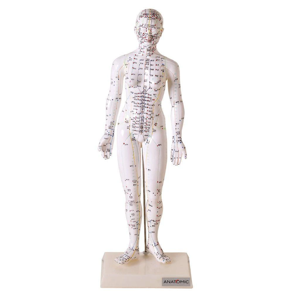 Acupuntura Modelo Feminino 50cm Emborrachado