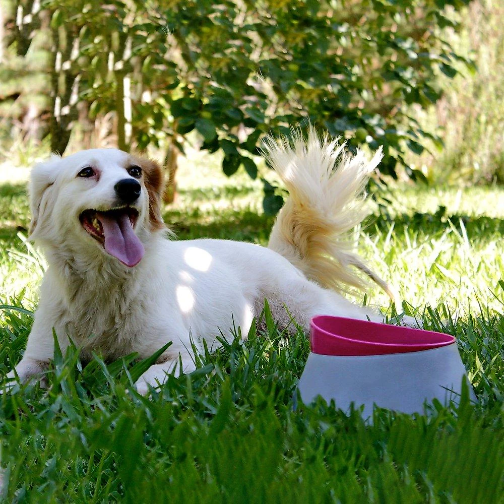 Comedouro Família de Estimação Rosa para Cães - Tam. G