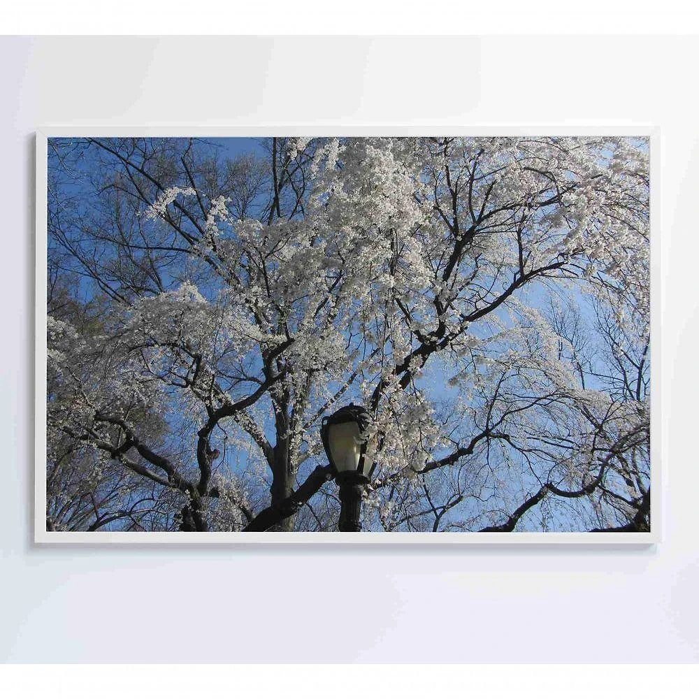 Quadro árvore Cerejeira 90x60 Cm Adesivo Fotográfico