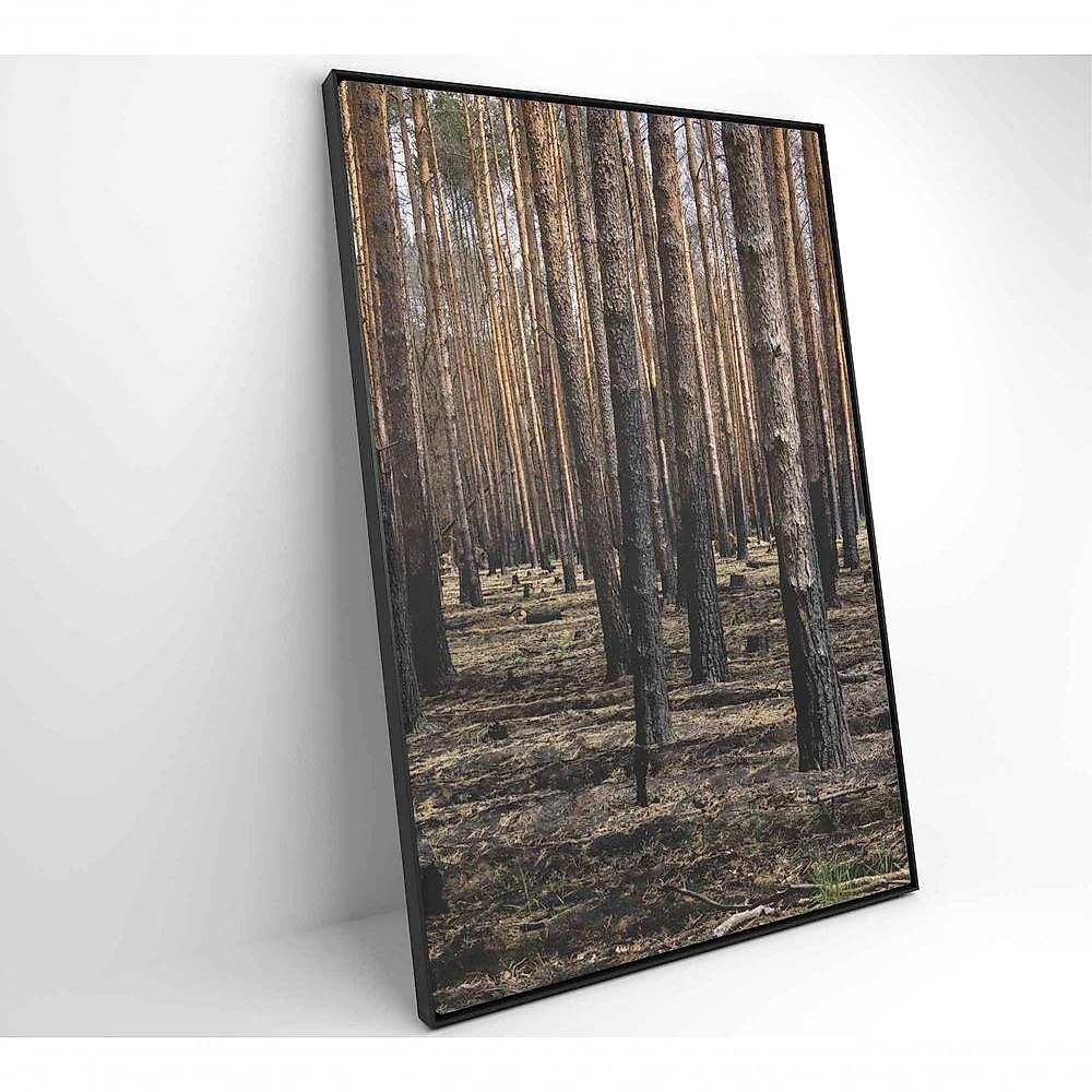 Quadro Eucaliptos 40x60 Cm Vidro Impresso