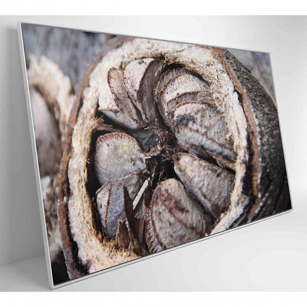 Quadro Castanha Do Pará Amazônia 90x60 Cm Adesivo