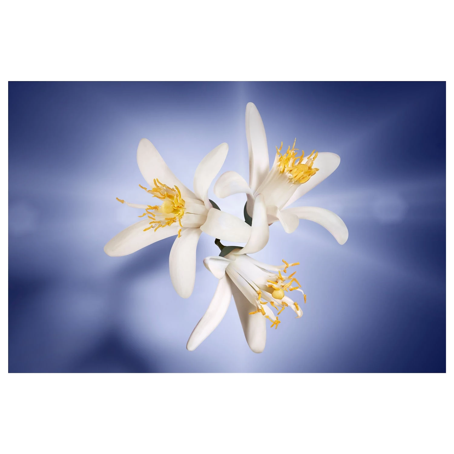 Miniatura La Vie Est Belle Lancôme Edp - Perfume Feminino 100ml
