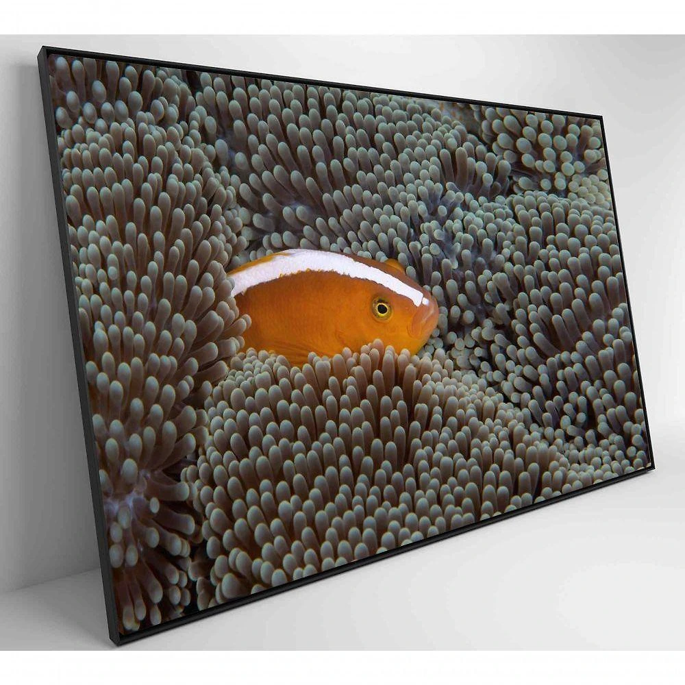 Quadro Peixe Palhaço Em Anêmona No Mar Medidas 90x60 Cm Impressão Adesivo Fotográfico
