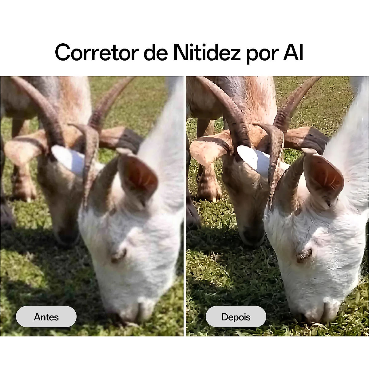 Smartphone OPPO A5 256GB 6GB  RAM  Física, 6GB RAM Virtual Bateria 6000 mAh Câmera AI 50MP Branco