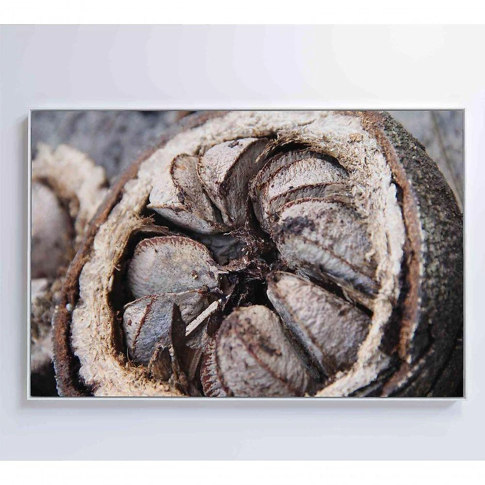 Quadro Castanha Do Pará Amazônia 90x60 Cm Adesivo