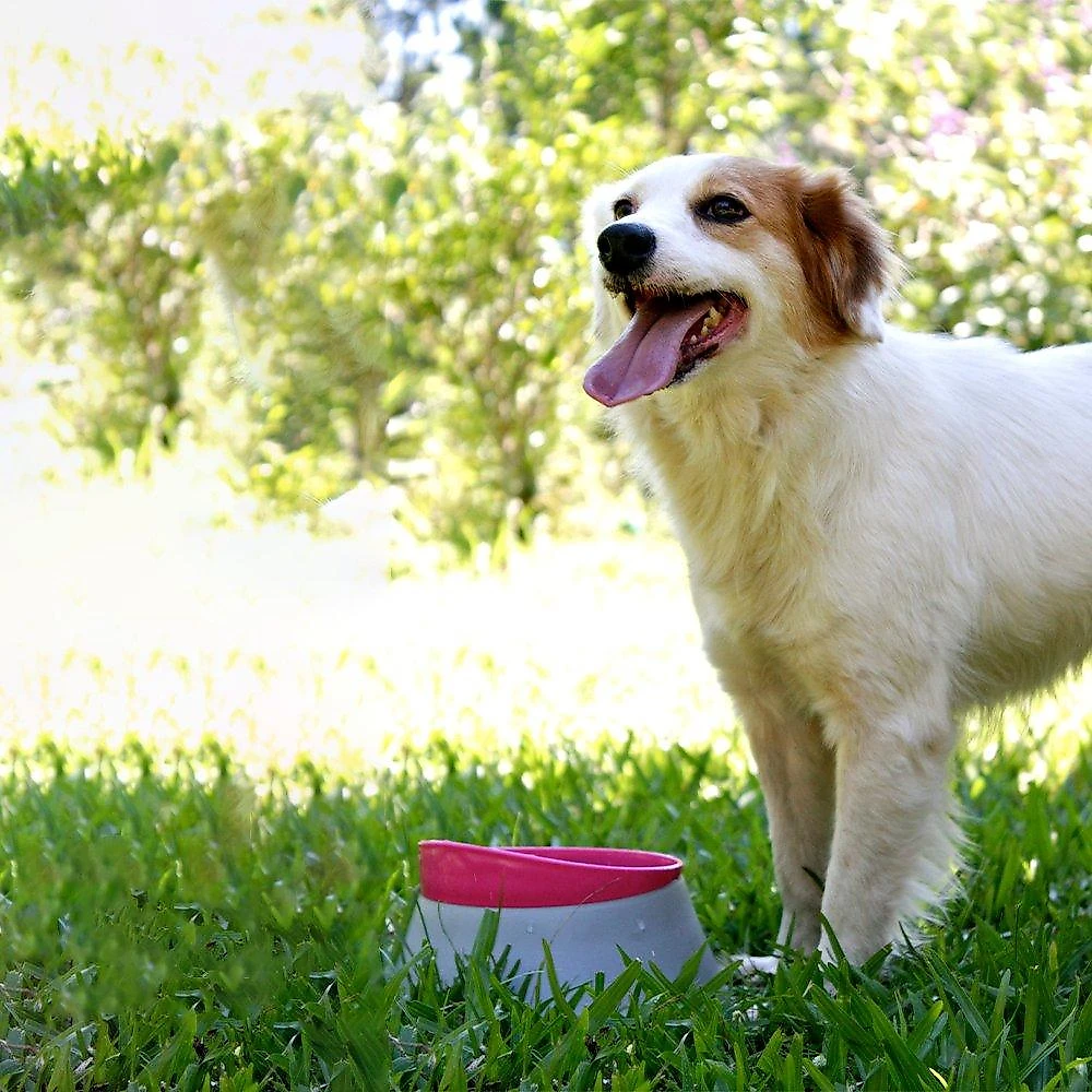 Comedouro Família de Estimação Rosa para Cães - Tam. G