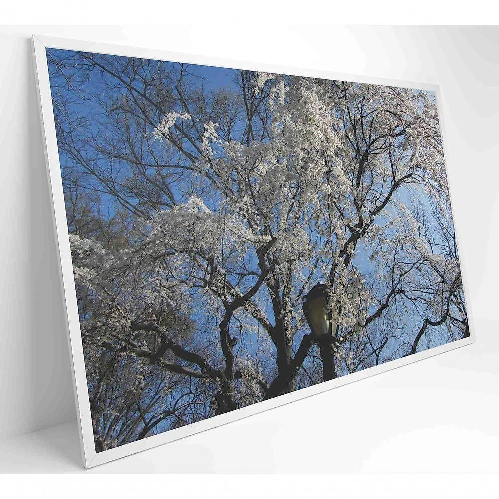 Quadro árvore Cerejeira 90x60 Cm Adesivo Fotográfico