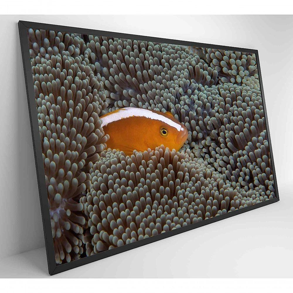 Quadro Peixe Palhaço Em Anêmona No Mar Medidas 90x60 Cm Impressão Adesivo Fotográfico