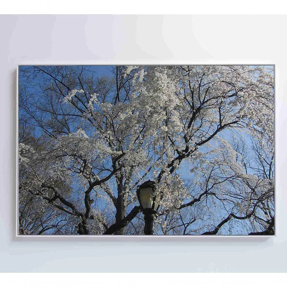 Quadro árvore Cerejeira 90x60 Cm Adesivo Fotográfico