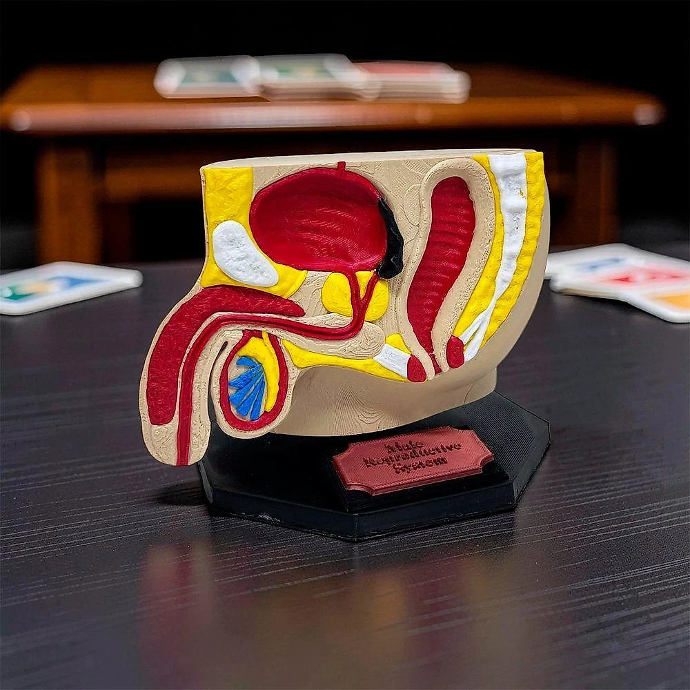 Modelo Anatômico Reprodutor Masculino Seção Sagital IB3D Impressão 3D